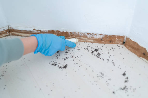 Best Termite Inspection and Treatment  in Advae, NC